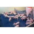 Estándar Pig Nursery Pen Pig Breeding Equipment en venta